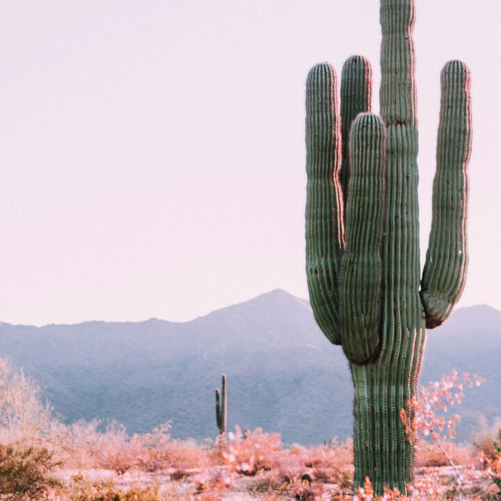 A tall cactus stands prominently in the desert landscape, with distant mountains visible in the background under a clear sky.