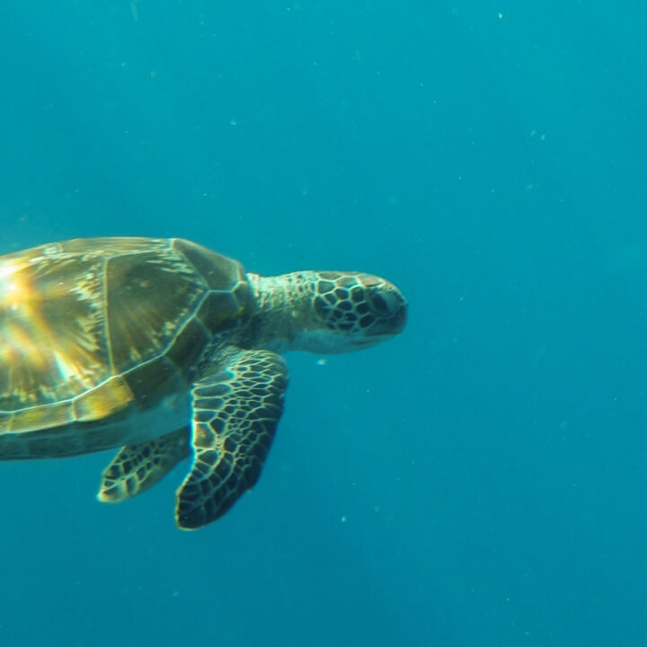 Sea turtle swimming underwater in a blue ocean.