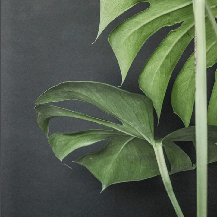 Two large, green Monstera leaves with distinctive holes and splits against a dark background.